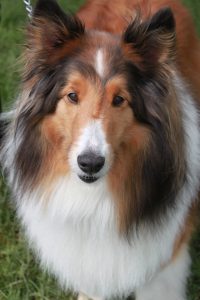 Shetland Sheepdog