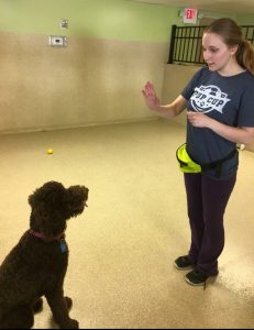 Trainer with Canine 