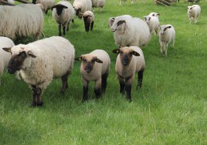 photo of lambs with ewes