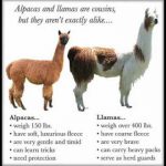 comparison of llama versus alpaca