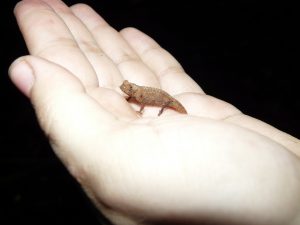 Brookesia Chameleon