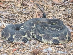 rattlesnake