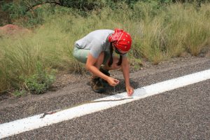 snake on road