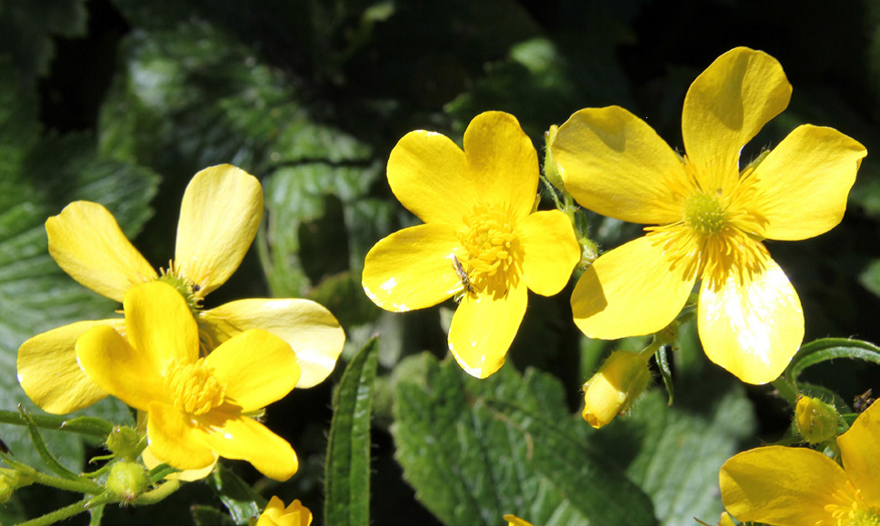 buttercup flowers april buttercup flowers april
