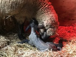 ewe licking newborn lamb