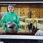 4-H member holding a milking bucket next to a goat