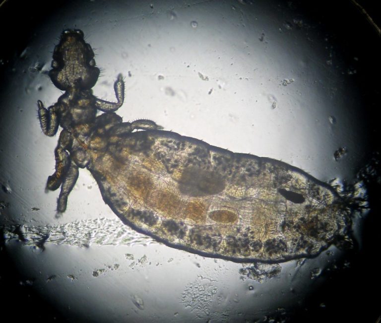 Cavy Lice 4H Animal Science Resource Blog