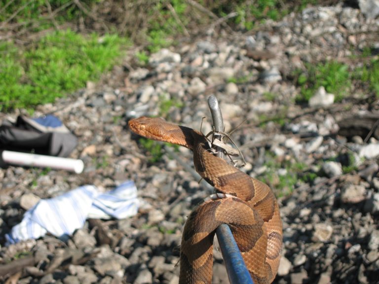 Poisonous vs. Venomous – What’s the difference? – 4-H Animal Science ...