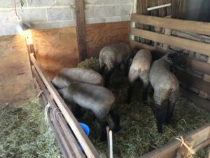 Lambs are shown in a creep feeder eating.