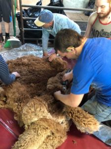 SURPRISED Alpaca Shearing Technique 🦙 - Alpaca Wool Processing in Factory  - Harvesting Alpaca Fiber 