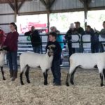 4-H members Julie McKenna, of Somerset County, Steven Quattrock, Hunterdon County, and Emily Granja, Somerset County, compete in a Hampshire spring ewe lamb class at the Garden State Sheep Breeders Festival in September 2017.