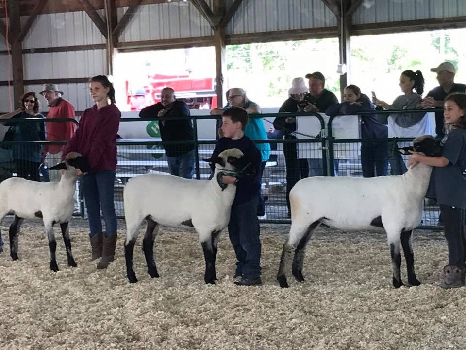 sheep-showmanship-a-basic-guide-4-h-animal-science-resource-blog