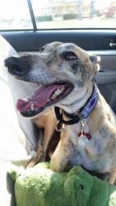 Dog excited for a car ride.