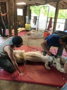 SURPRISED Alpaca Shearing Technique 🦙 - Alpaca Wool Processing in Factory  - Harvesting Alpaca Fiber 