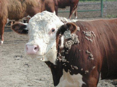 Warts on beef cow