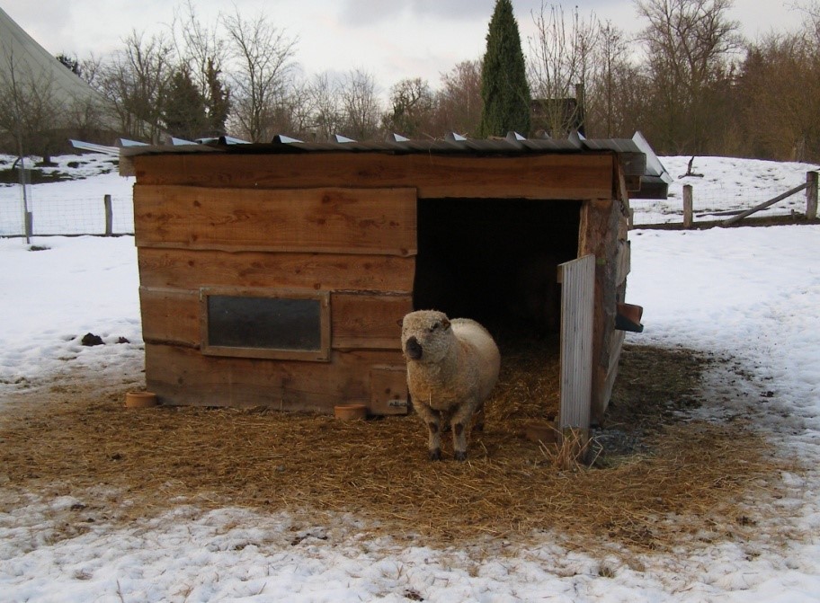 A sheep stands in front of a shed with snow on the ground.