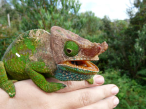 Difference between amphibians and store reptiles in tabular form