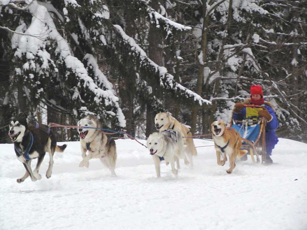 Dog sled team racing through snow.