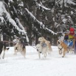 Dog sled team racing through snow.