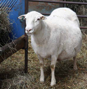 pregnant lambing preparing ewe
