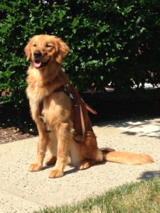 Seeing Eye dog ready to serve.