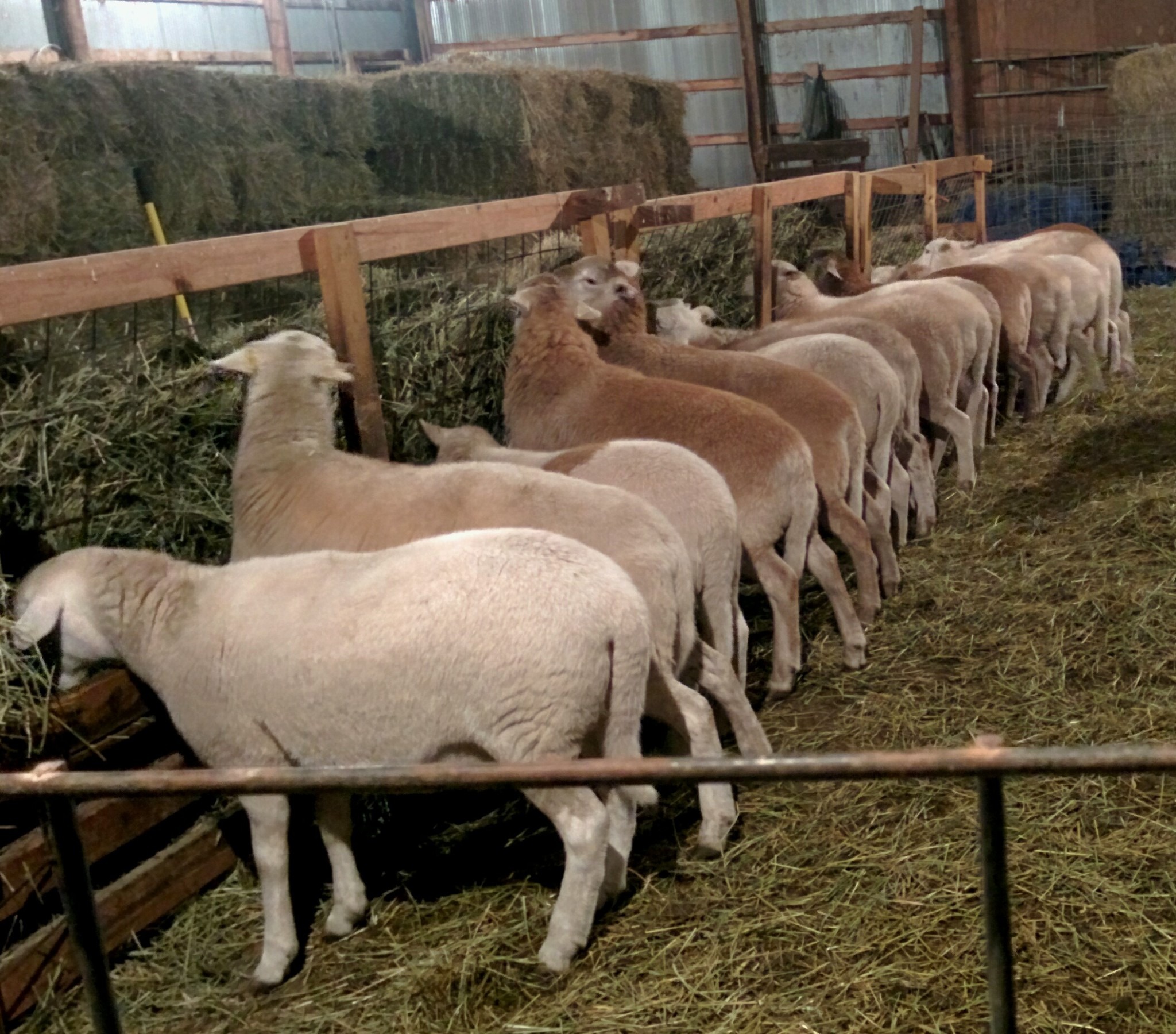 Pregnant ewes shown eating hay from a feeder. Photo courtesy of Deer Creek Farms.