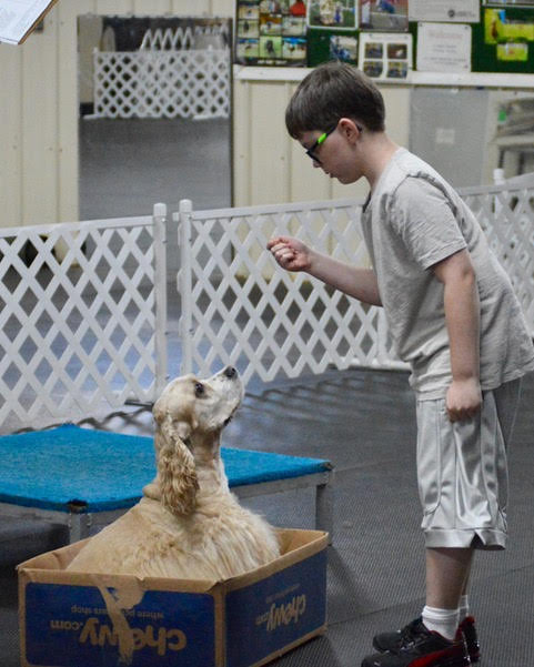 Boy perfecting a dog's trick to sit in a box.