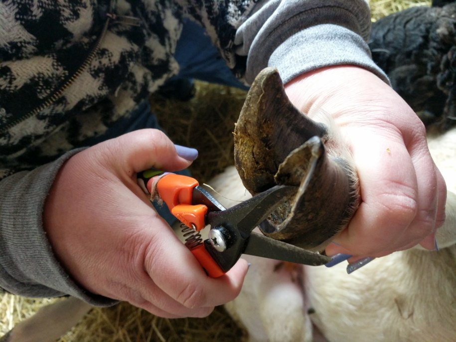 Somerset County 4-H Sheep Club Leader Mary McLaughlin demonstrates hoof trimming.