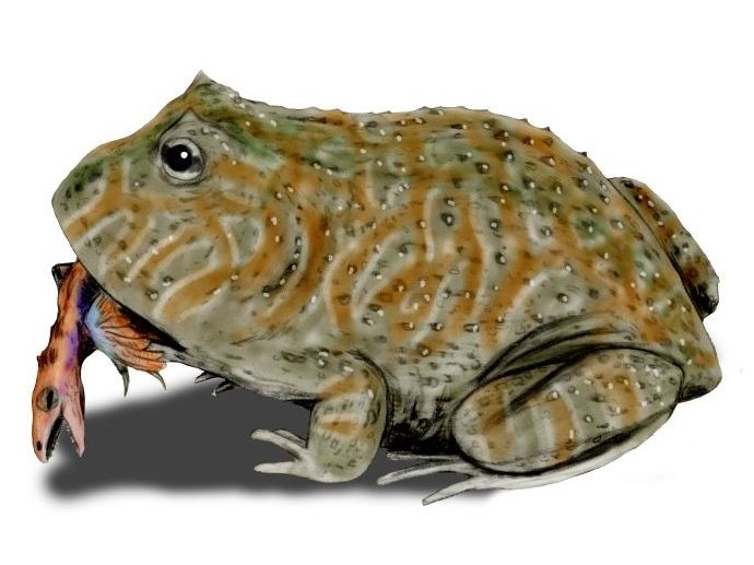 How Cool Are These? Extinct Amphibians! – 4-H Animal Science Resource Blog