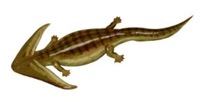 Diplocaulus magnicornis