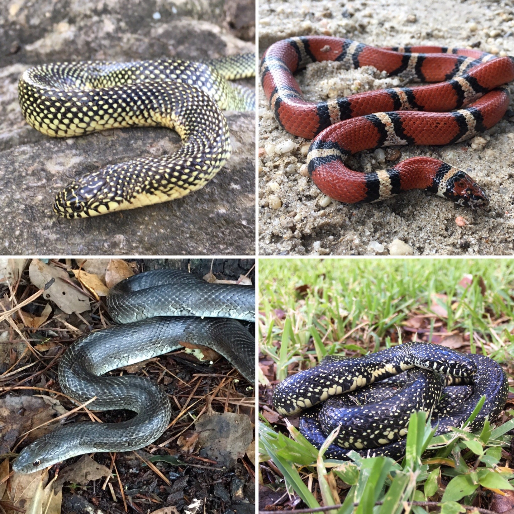 Rutgers Herpetologist Shares 2019 Travels! – 4-H Animal Science ...