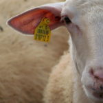Photo of ewe with an ear tag