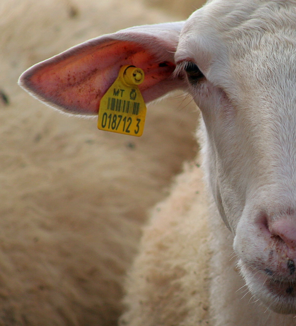 Photo of ewe with an ear tag