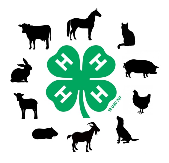 4-H Animal Science Video Contest – Expanded to Include ALL Animal Projects