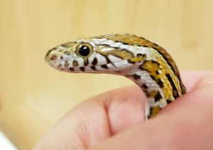 Lawsuit Aims to Protect Imperiled Southern Hognose Snakes - Center for  Biological Diversity