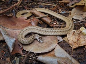 DeKay’s brown snake.