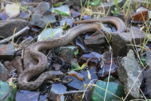 A DeKay’s brown snake