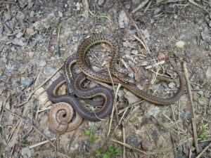 A juvenile DeKay’s brown snake.