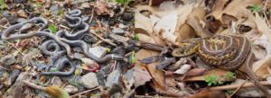 Three ringneck snakes and a a common garter snake.