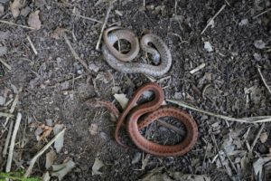 Two juvenile DeKay’s brown snakes.