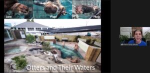 Otters visit us on zoom