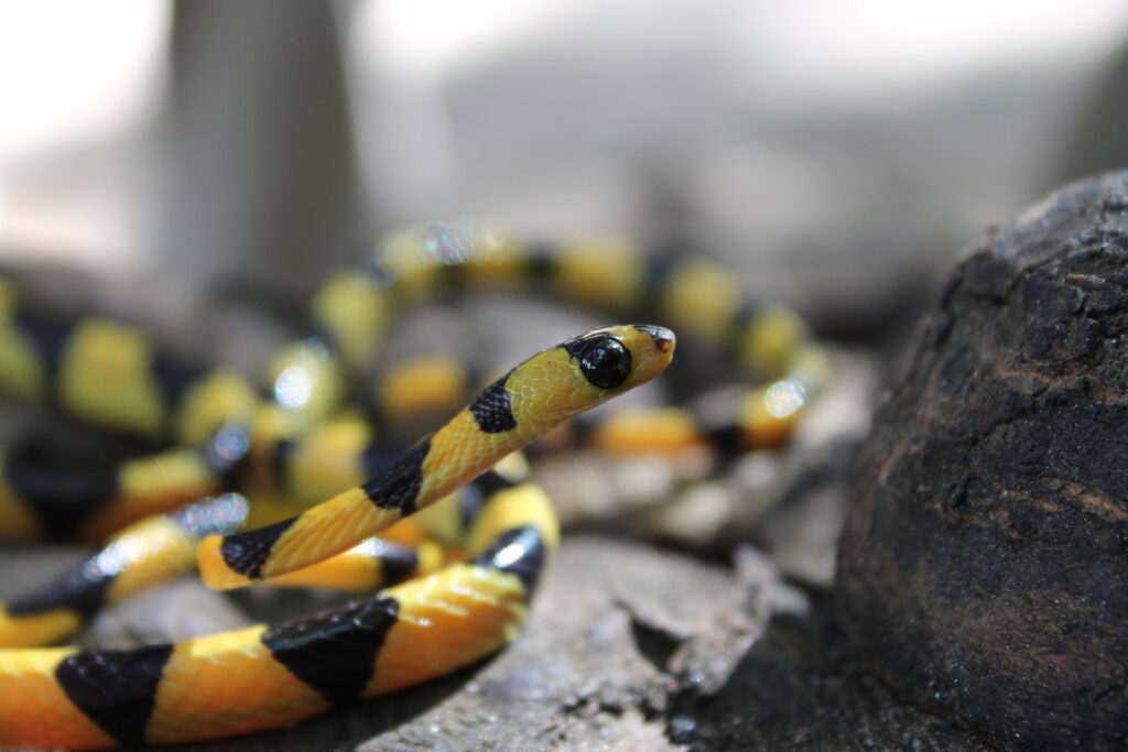 What can snakes on Madagascar teach us about evolution? – 4-H Animal