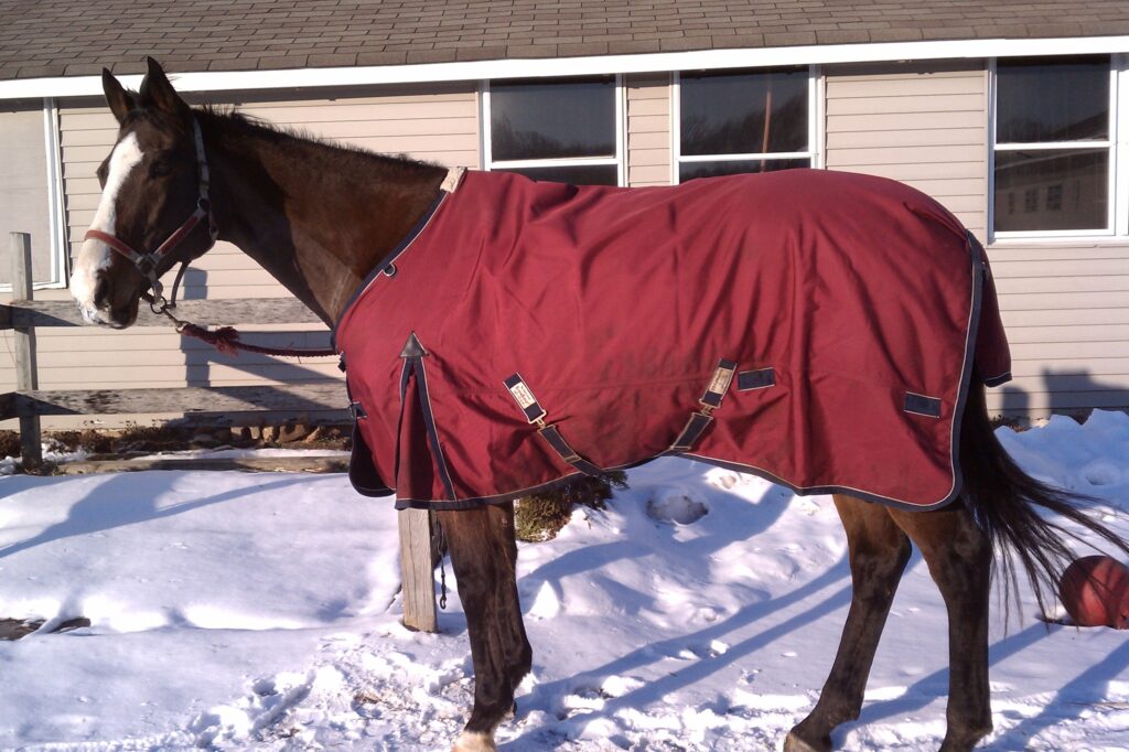 Taking Care of your Horse in the Winter 4H Animal Science Resource Blog