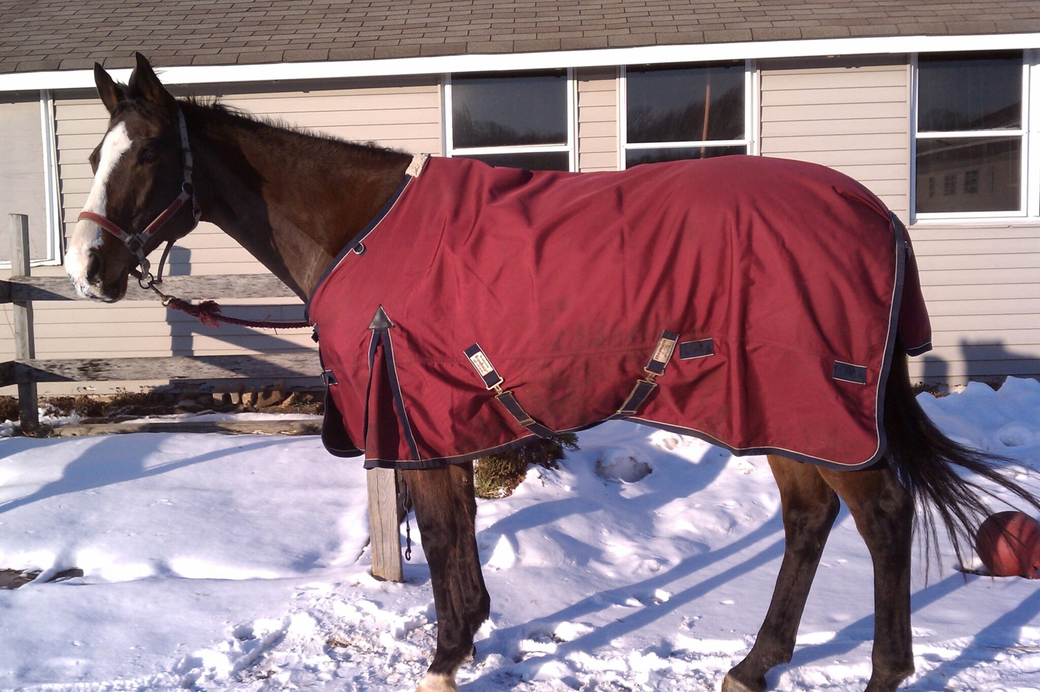 Taking Care of your Horse in the Winter 4H Animal Science Resource Blog