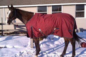Horse with Winter blanket