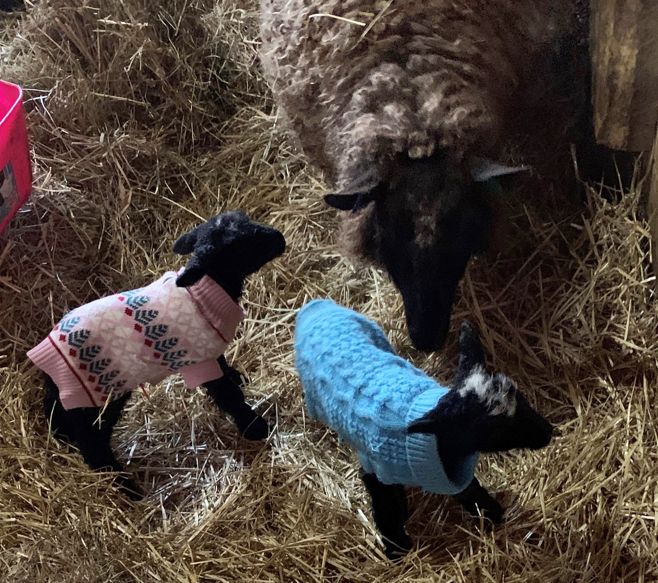 Border Leicester ewe with twin lambs