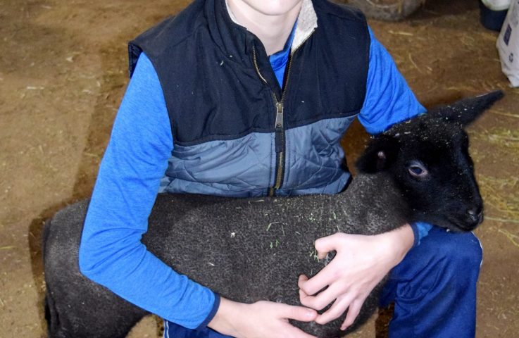 4-H Members Take on New Challenge with Lambing