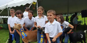 Several 4-H'ers holding goats with ribbons.