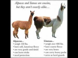 Alpaca vs llama.
