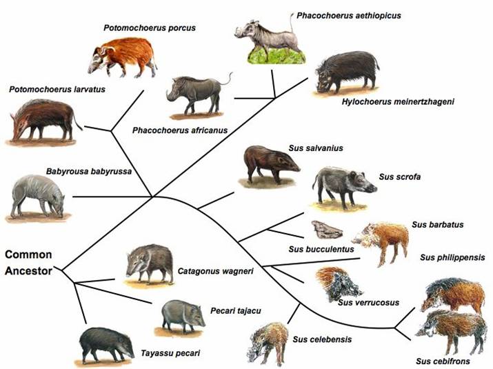 Swine family tree.